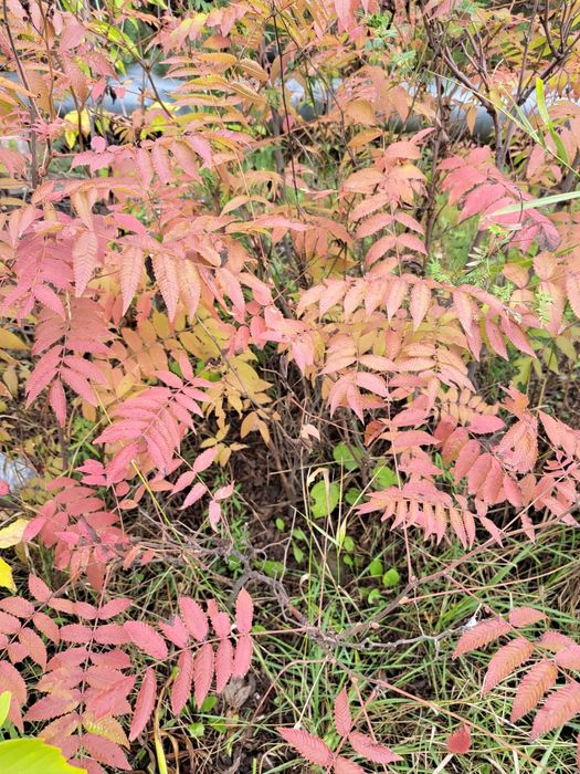 Озеленение участка