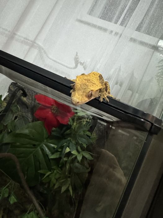 De vânzare gecko crestat + terariu Exo Terra