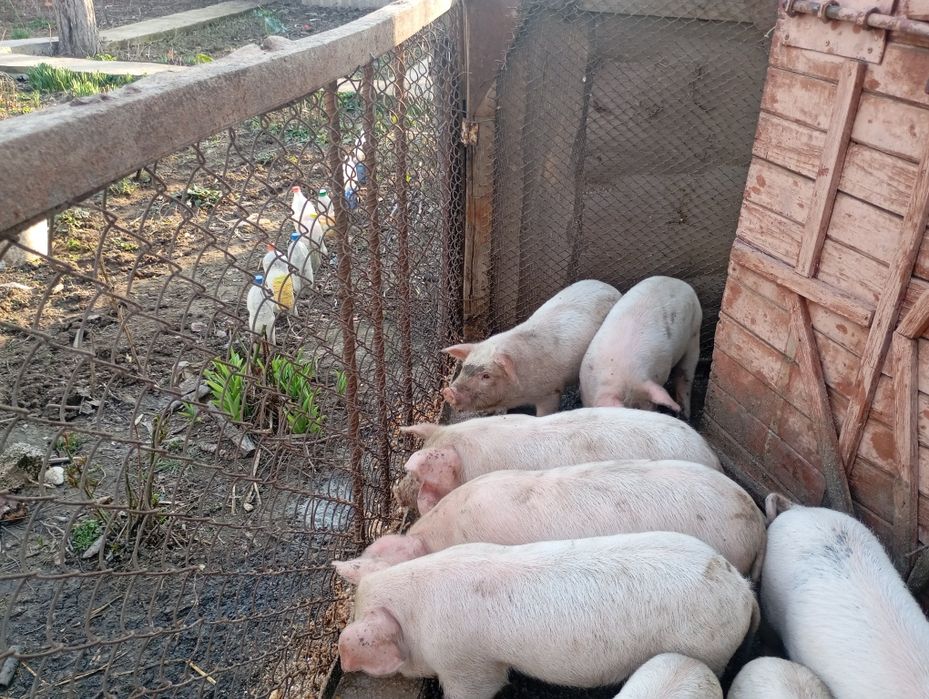 Продаются Поросята