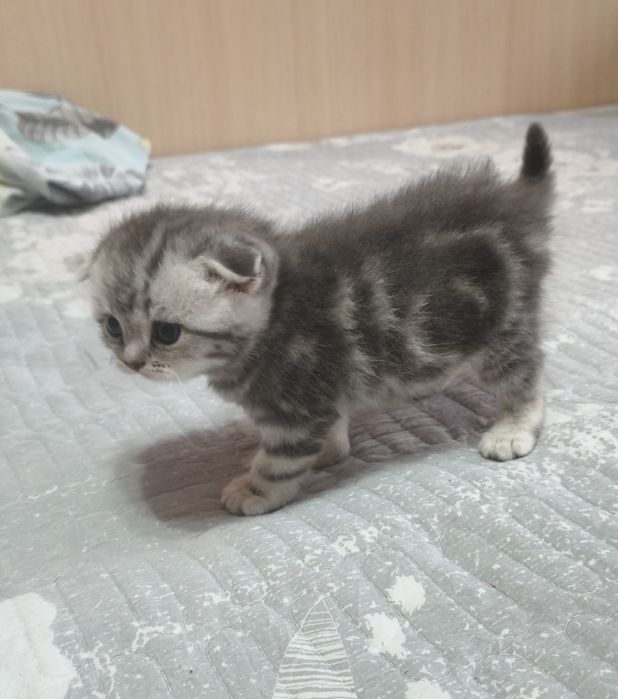 Продаются котята