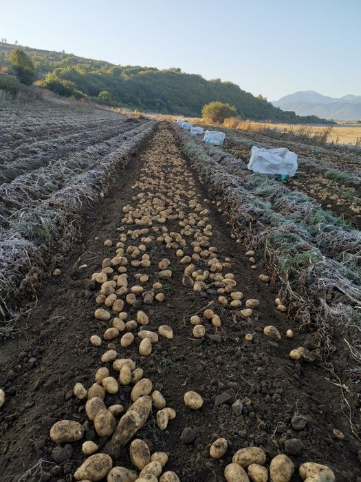 Продавам Картофи