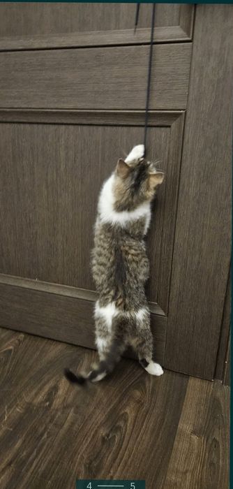 Котёнок 7 месяцев