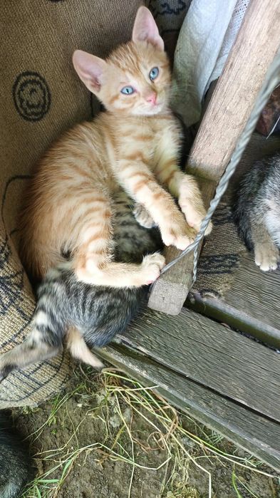 Dau spre adopție pisoi