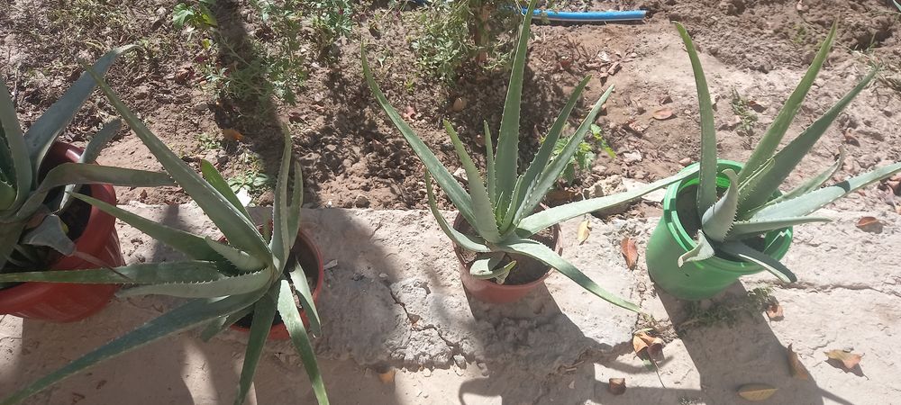 Aloe gullari chip chiroyli
