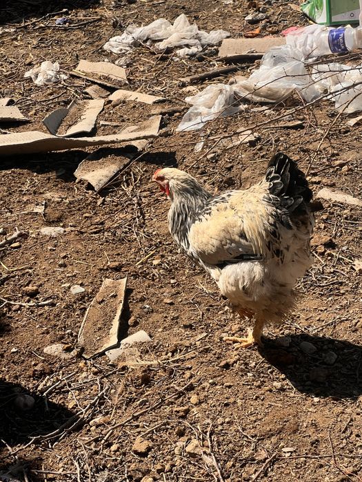 Жас семіз қораздар сатылады