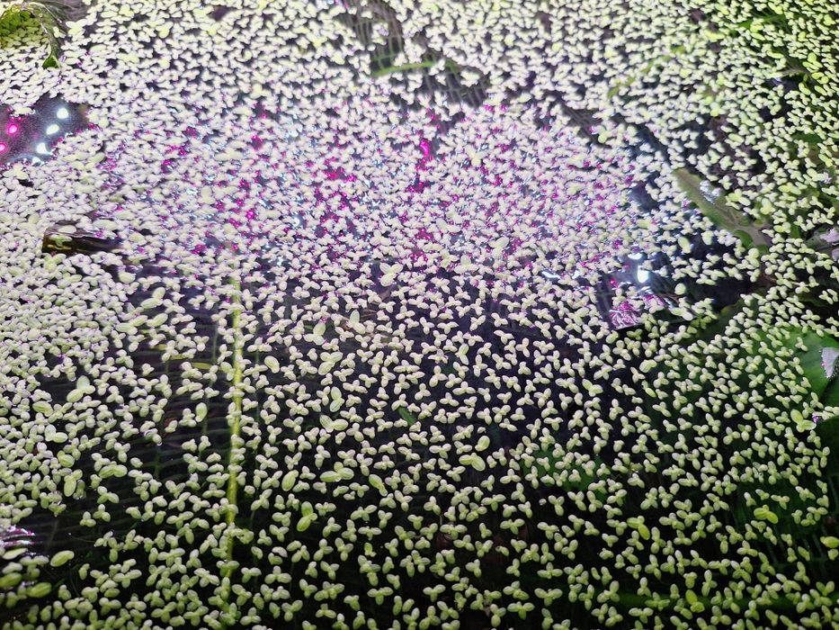 Ряска аквариумное растение