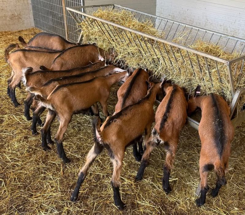 Iede tineret alpina franceza cu pedigree 2026