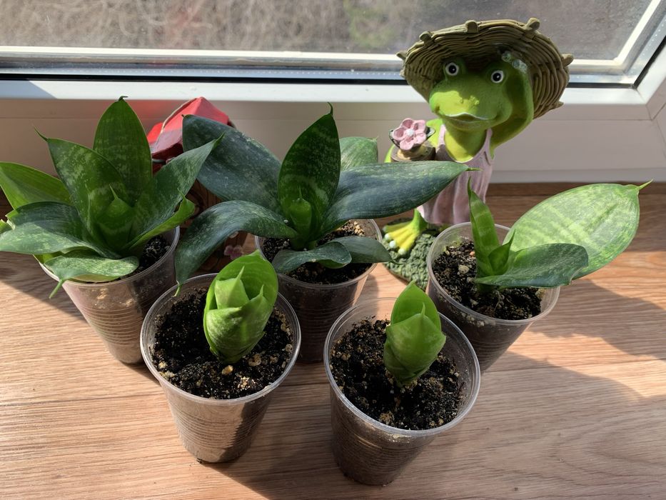 Продам укорененные ростки