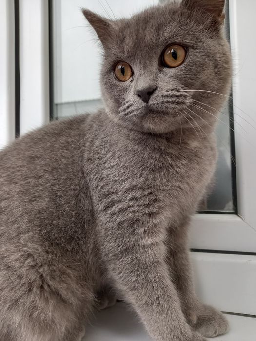 Продаётся кошка скотиш страйд
