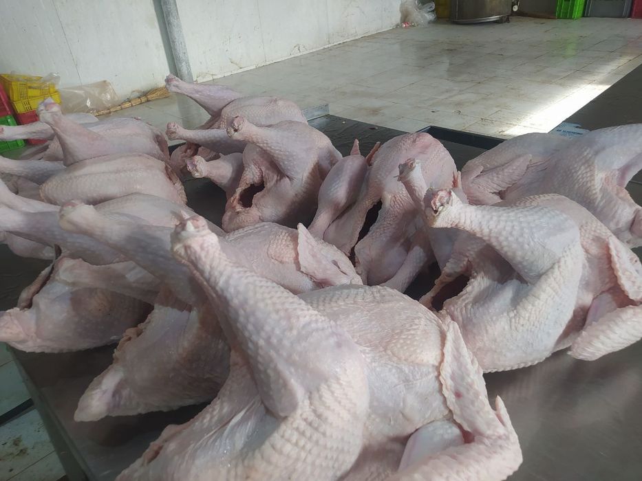 Kurka goʻshti Halol sifatli