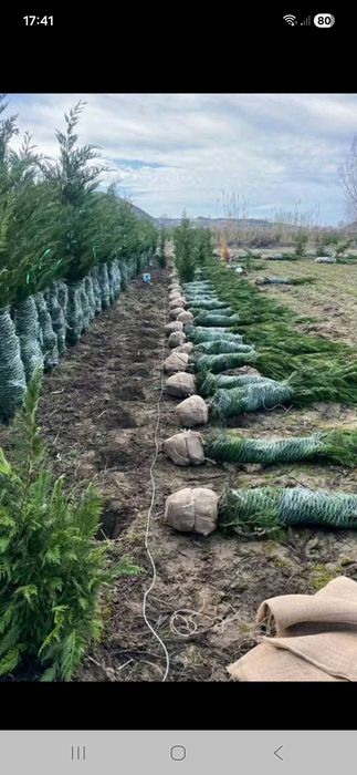 Amenajez spați verzi leyladi tuia