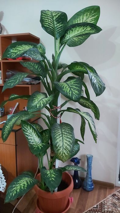 Vînd planta ornamentala