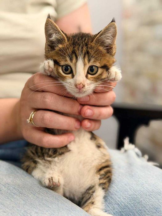 Котёнок / кот / Отдается в добрые руки. Ходит в лоток. Нежный. Игривый
