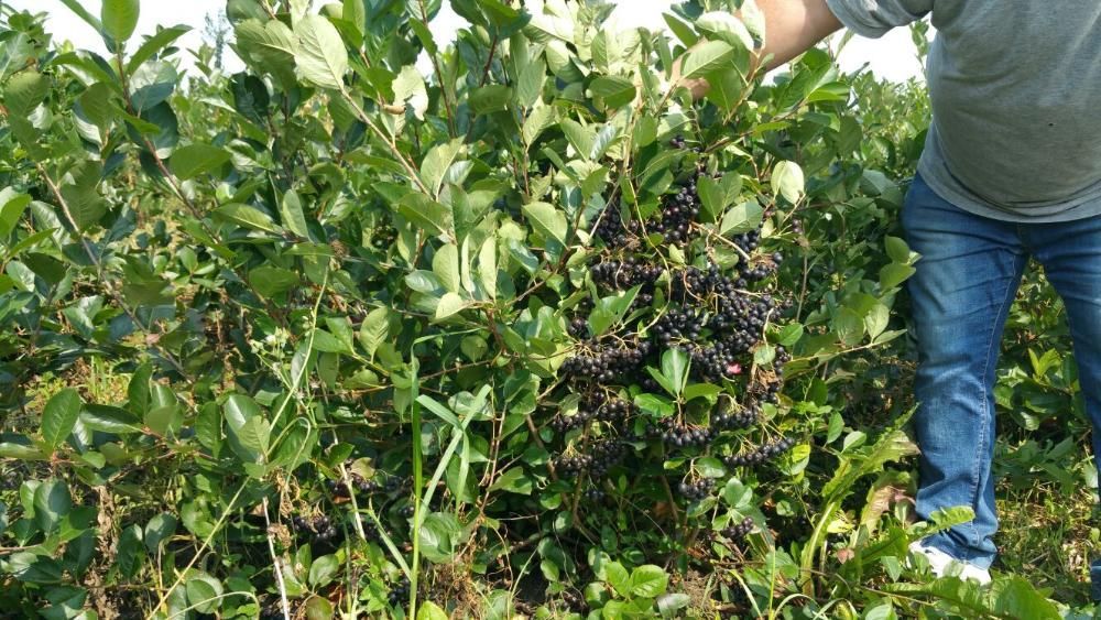 Aronia la Super Pret (Oferta) 4,50 lei