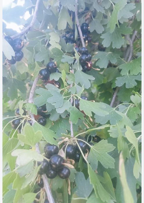 Смородина кучат сотилади 15 миндан