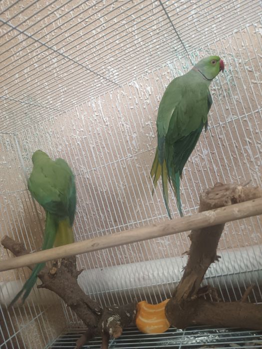 Продается пара ожереловых попугаев