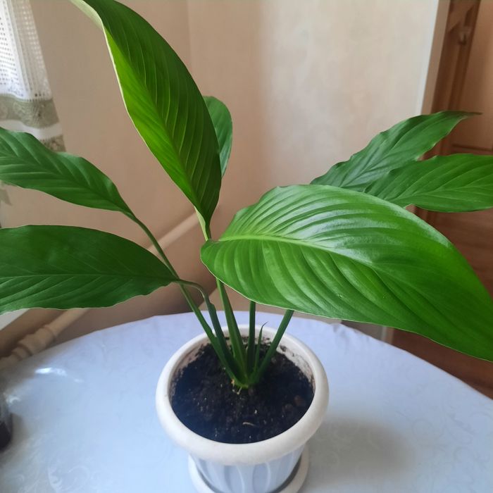 Комнатные растения