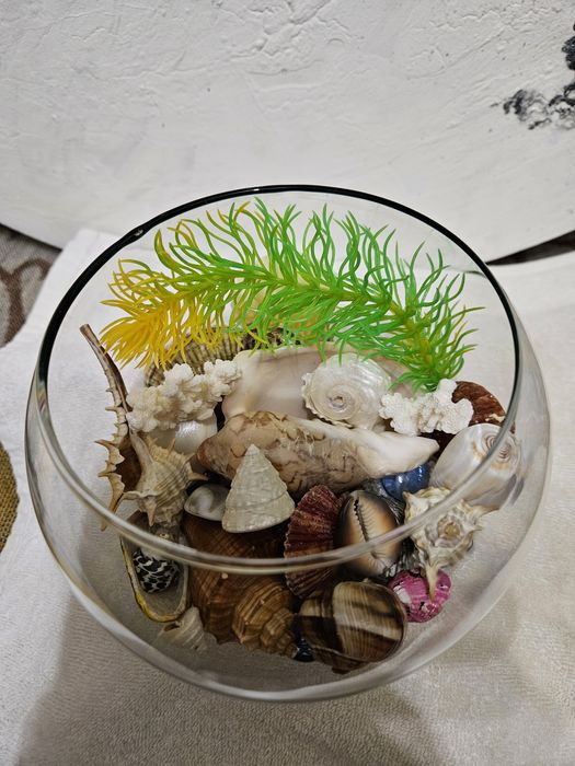Сухой аквариум, ракушки