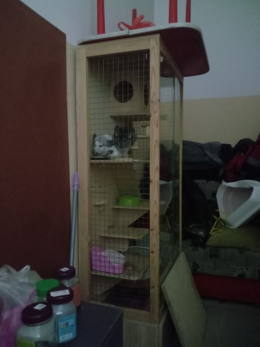 Шиншиллы семья продам