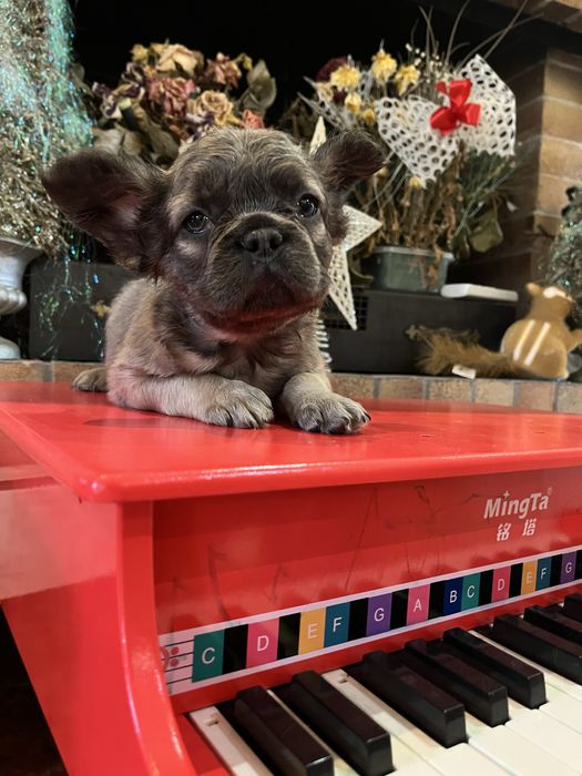 Bulldog francez Fluffy