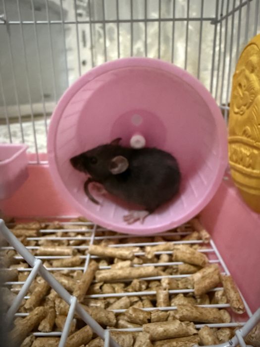 Крыска девочка со всем нужным