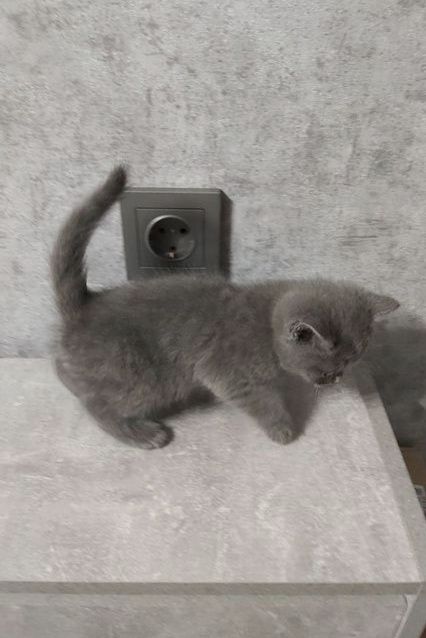 Британские котята