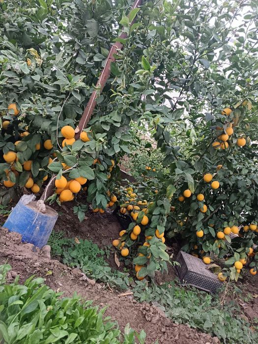 Qashqadaryo viloyati Qarshi tumanida 12sotix yer maydoni 7sotix parnik