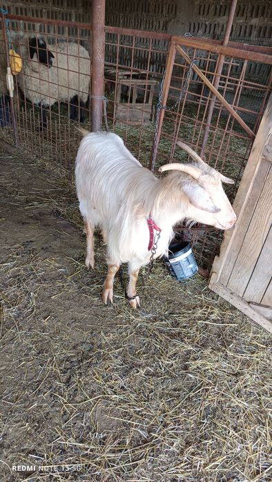 Vând grâu , pentru mai multe detalii sunați la numărul afișat !