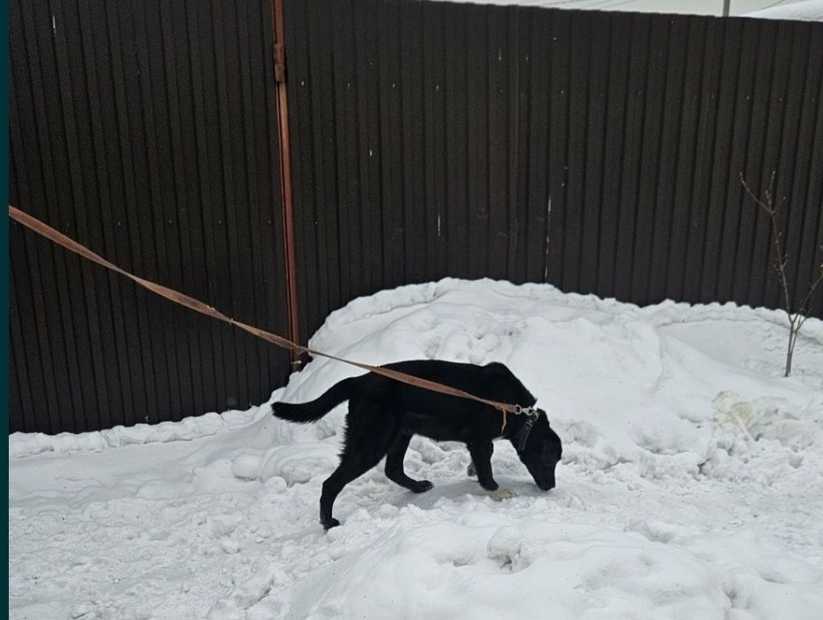 Отдам щенка 8 месяцев, помесь лабрадор