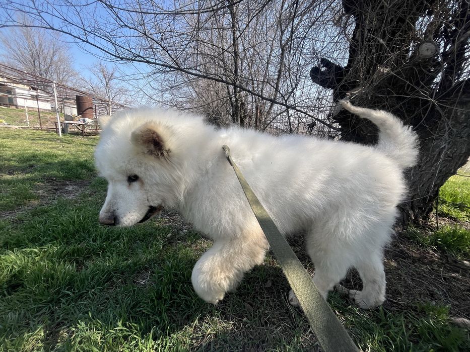 Самоедская лайка