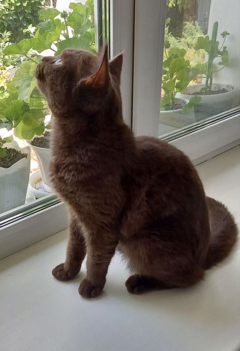 Кошечка ищет добрые руки!