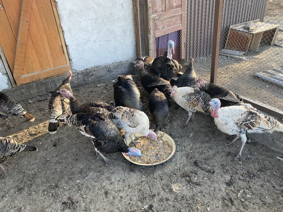 Самцы индюков срочно