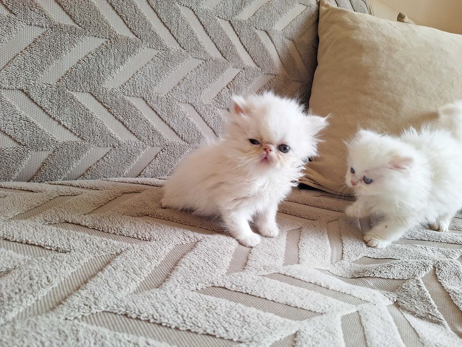 Персийски котенца