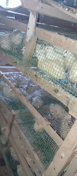 Бедана ва тухимлар