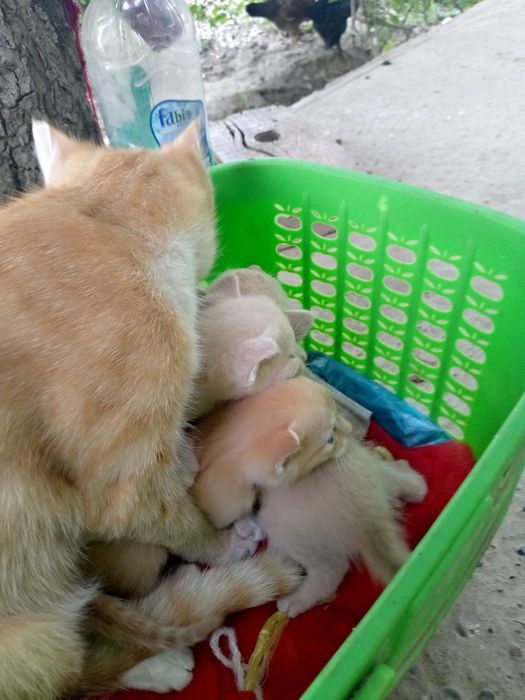 Xotinimni besh kishi sikishyapti