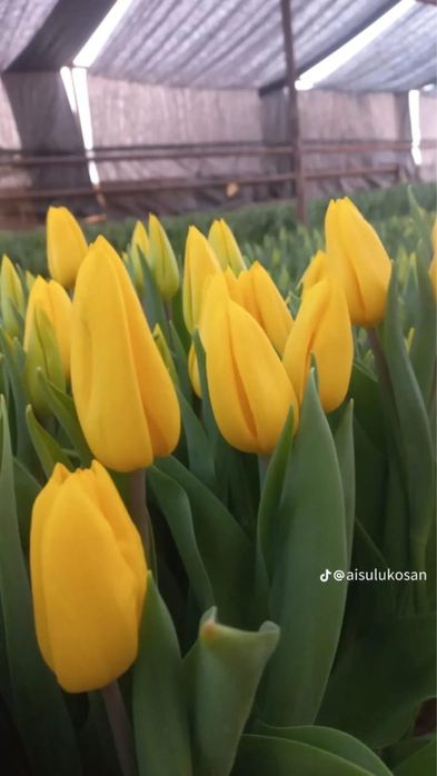 Тюльпаны оптом и розницу