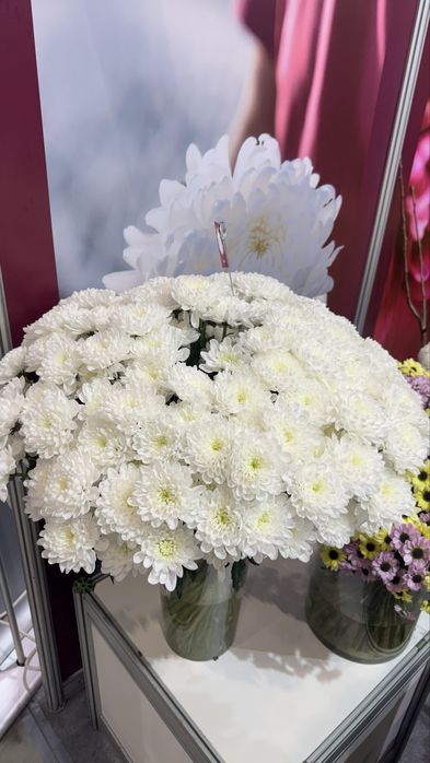 Охапка хризантем по 15 тыс