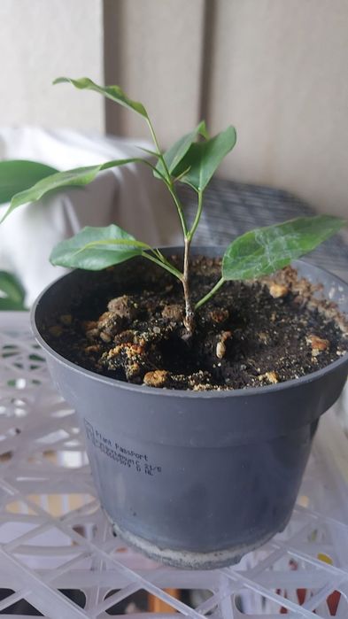 Продам фикус Бенджамина