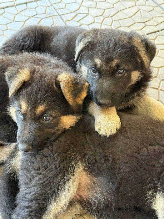 Щенки восточно-европейской овчарки.