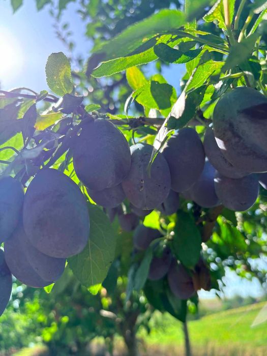 Prune Stanley pt tuica