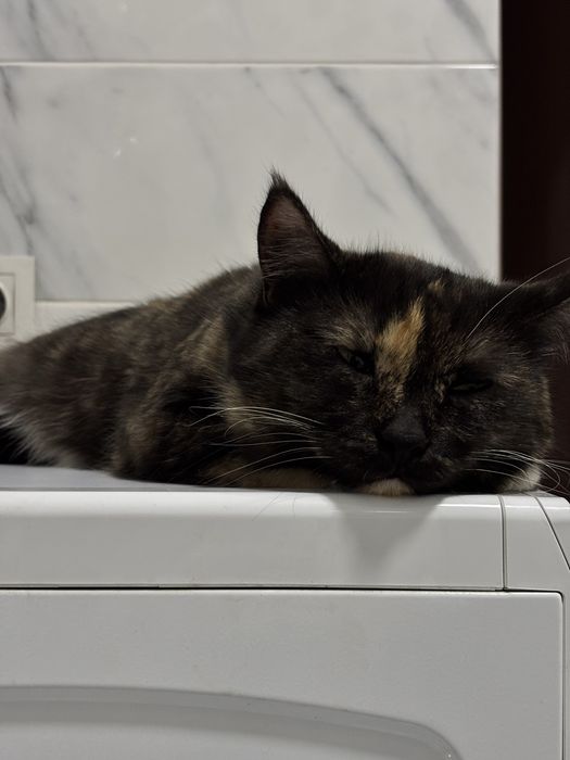 Кошка трехцветка
