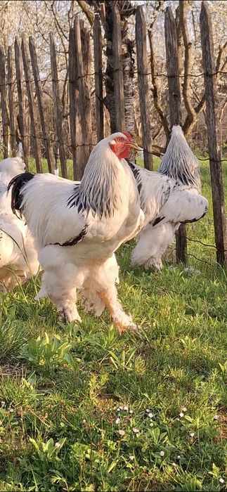 Ouă incubat brahma herminat deschis