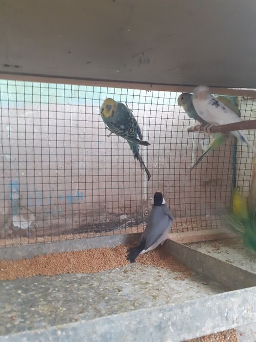 Papagali Perusi Pui și Maturi