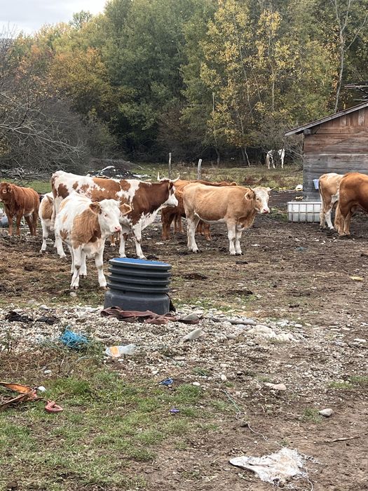 Vaci de vanzare genstante