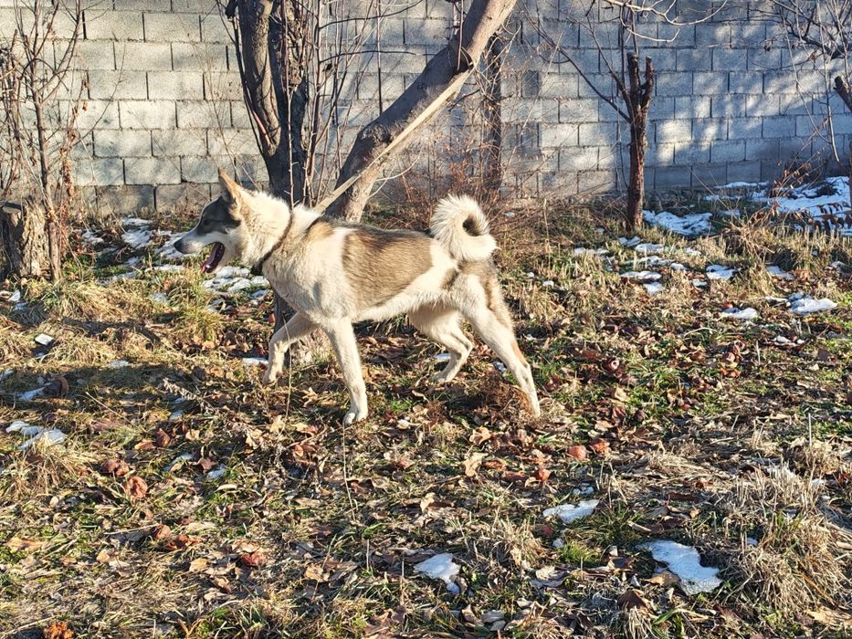 Продам лайку кабель