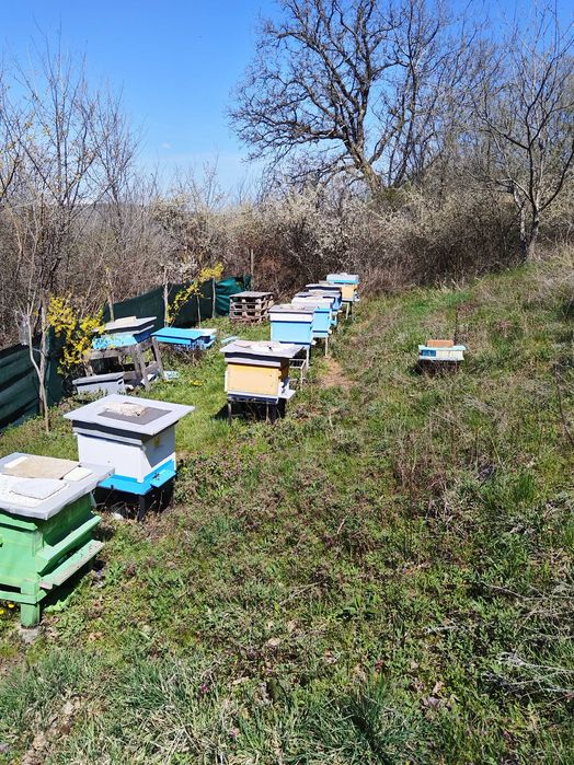 Пчелни семейства рег N 2648-0034