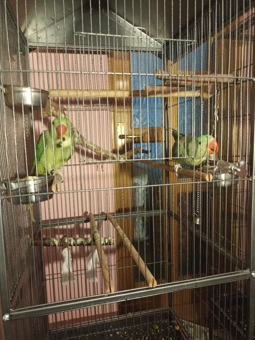 Caută altă casă!!