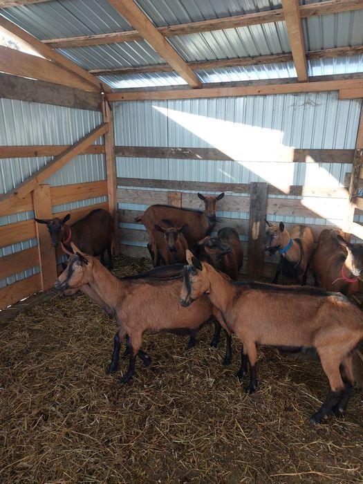 Vând capre alpine franceze gestante