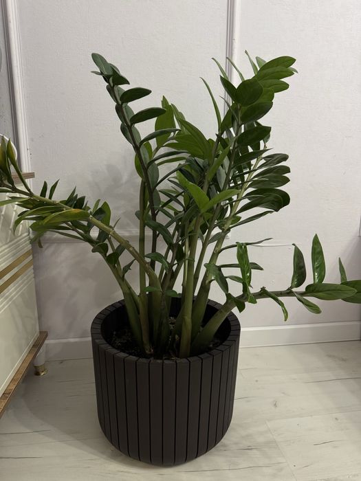 Продаю замиокулькас