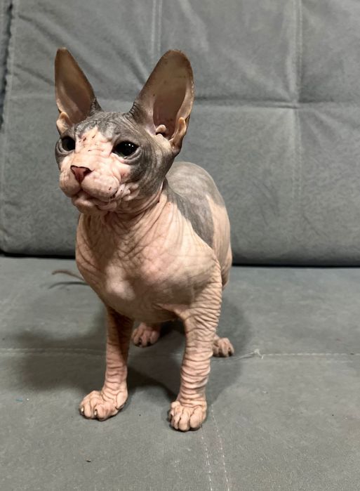 Котенок с документами